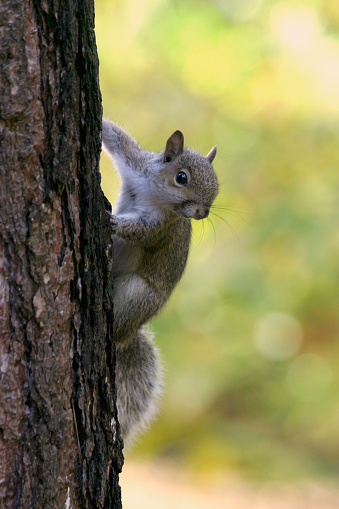 Close-up photo looking at a Eastern gray squirrel as it cautiously watches the camera. Left centered with soft de-focused green background. Copy space