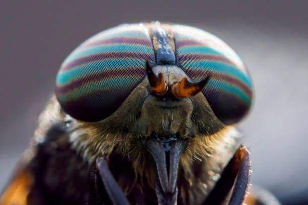 istock Horse fly (Hybomitra epistates) portrait 1254853279