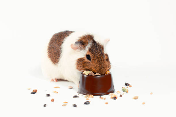 white and brown guinea pig eats its food from a brown bowl on a white background