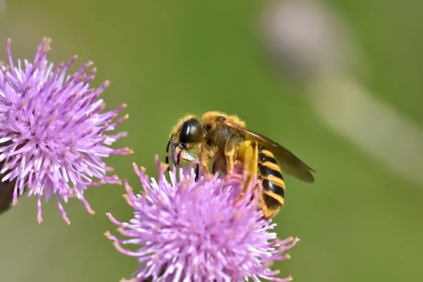 istock Macro insects on flowers 1254854330