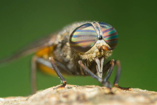 istock Horse fly (Hybomitra epistates) portrait 1254854432