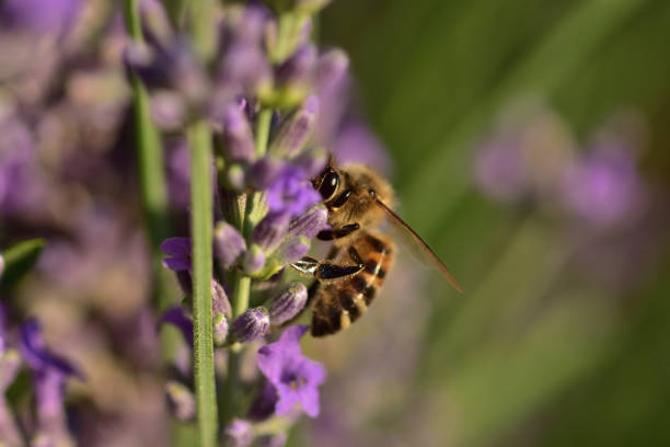 istock Macro insects on flowers 1254854440