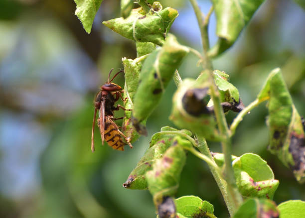 istock Macro insects on flowers 1254854444