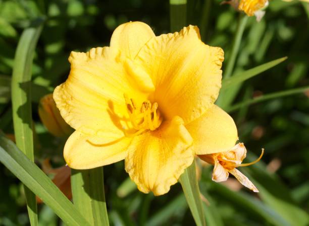 istock Bright Yellow Day Lily in Garden 1254854448