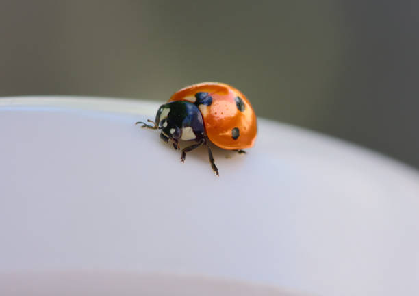 ant join the coffee break