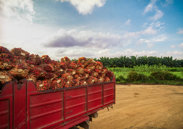 African oil palm fruit transportation stock photo