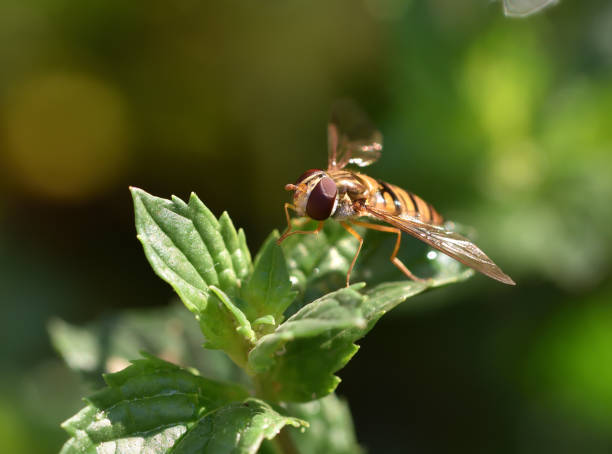 istock Macro insects on flowers 1254855226