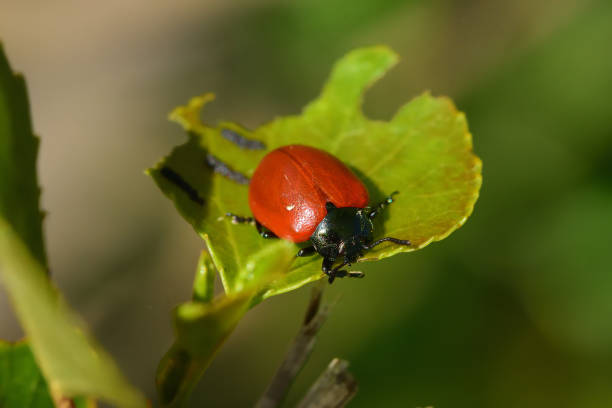 istock Macro insects on flowers 1254856195