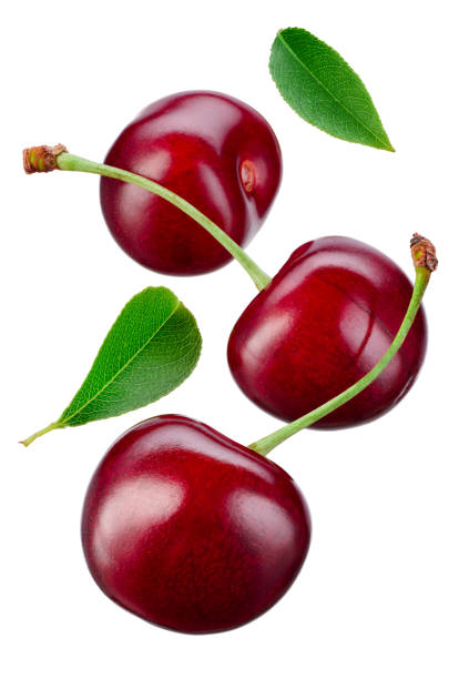 istock Falling cherries with leaves. Cherries isolate. Cherry on white. Sour cherry. 1254856361
