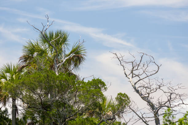 istock Coastal Cabbage palms and leafless tree with clouds in blue sky background 1254856566