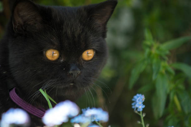 istock british short hair black cat 1254857349
