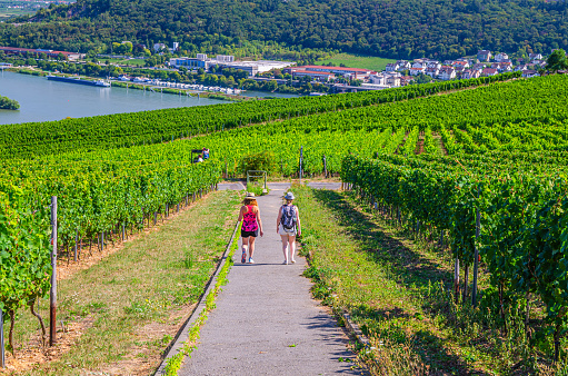 Rudesheim am Rhein, Germany, August 24, 2019: Tourists walking down path road in vineyards green fields Rhine Gorge river Valley hills, Rheingau wine region, Rochusberg mount Bingen town background