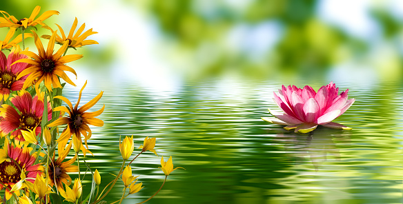 lotus flower in the water and other beautiful flowers