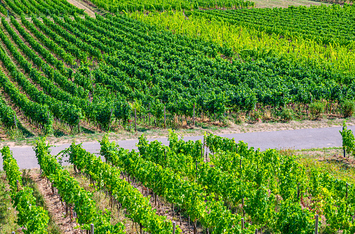 Vineyards green fields landscape with grapevine rows, grape trellis and path road on hills in river Rhine Valley, Rheingau wine region on Roseneck mount near Rudesheim town, State of Hesse, Germany