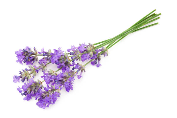 istock lavender flowers isolated on a white background 1254860689