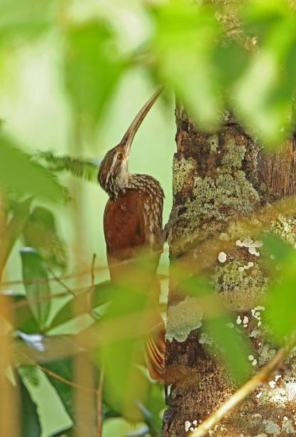 Long-billed Woodcreeper Long-billed Woodcreeper (Nasica longirostris) adult clinging to tree trunk"n"nSan Jose del Guaviare, Colombia         November woodcreeper stock pictures, royalty-free photos & images