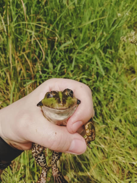 istock caught lake frog in the hand, grass backdrop 1254863635