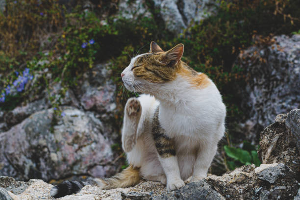 istock Fluffy red and white cat, street cat sits, Itchy cat 1254863742