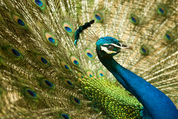 istock Close up of a Peacock 1254864217