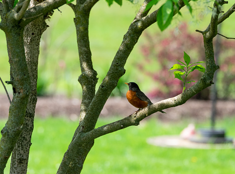 An American Robin sitting on a tree branch looking out at the world.