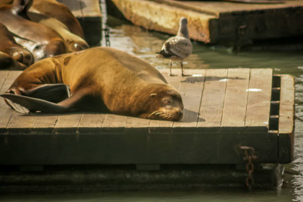 istock A sea lion laying on a dock in San Francisco 1254865264