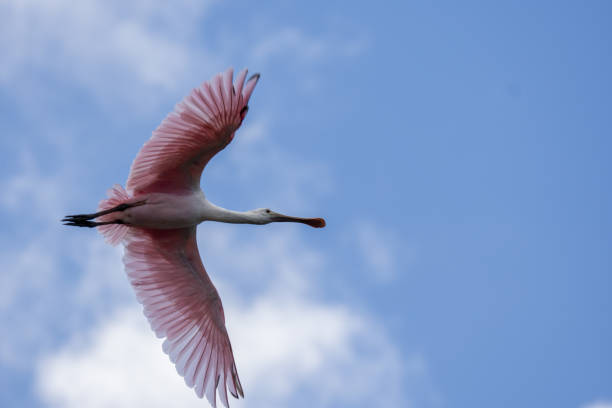 istock View from below of flying Roseate Spoonbill with cloud patch in sky 1254865272