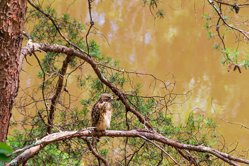 Juvenile red-shouldered hawk perched in a pine tree by the water's edge.