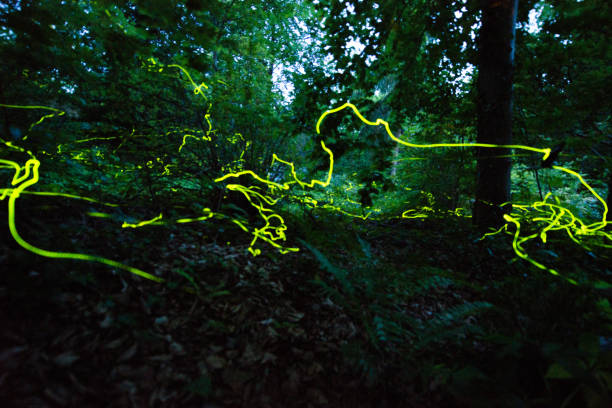 istock Little fireflies in the forest cemetery 1254866840