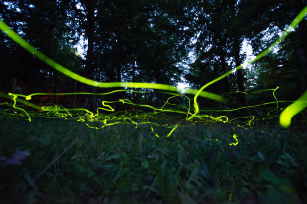 istock Little fireflies in the forest cemetery 1254866879