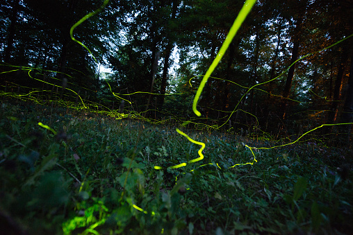 Little fireflies in the forest cemetery of Schaffhausen canton, Switzerland