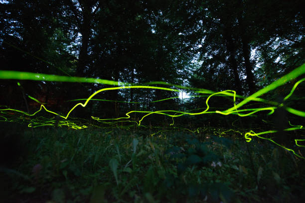 istock Little fireflies in the forest cemetery 1254866900