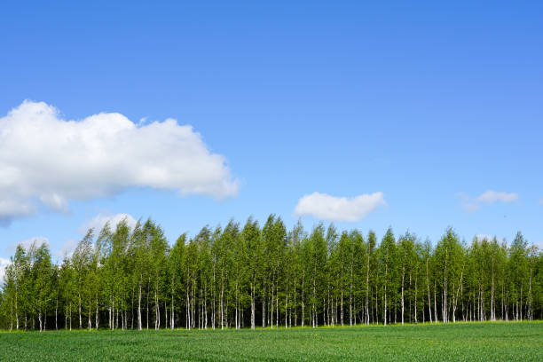 istock landscape with a birch grove and green cereal fields in the foreground 1254867104