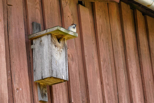 a wooden birdhouse on the wall with a sparrow on the roof a wooden birdhouse on the wall with a thick sparrow on the roof thick chicks stock pictures, royalty-free photos & images