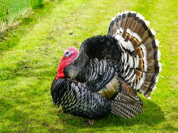 istock free-range brown turkey on a green field at the farm 1254867218
