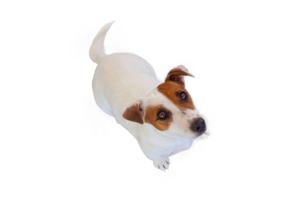 istock Dog pet jack russell terrier isolated on white background 1254867390