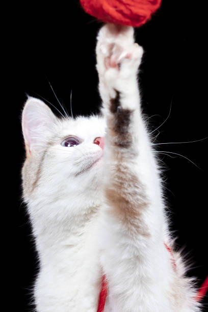istock Beautiful White Cat playing with a ball of red wool 1254868342