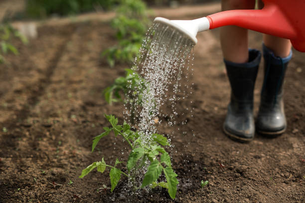 istock Watering a garden bed from a watering can close-up. 1254868683