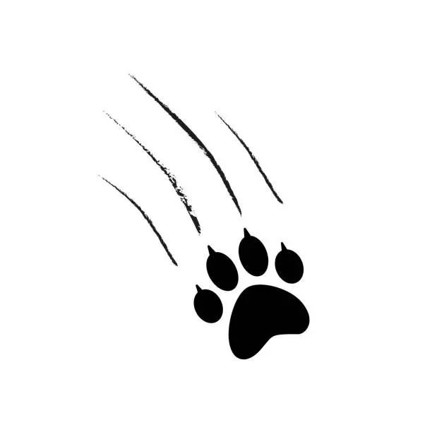 Vector illustration of Hand drawn animal's claws scratch with paw isolated on white background vector illustration Ðµps 10