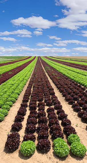 Agricultural field with salad in rows under blue sky