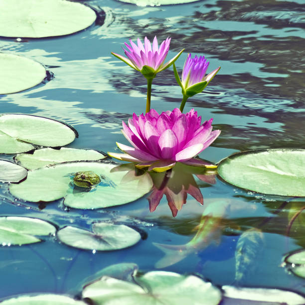 Frog resting on a lotus leaf in a little lotus pond.