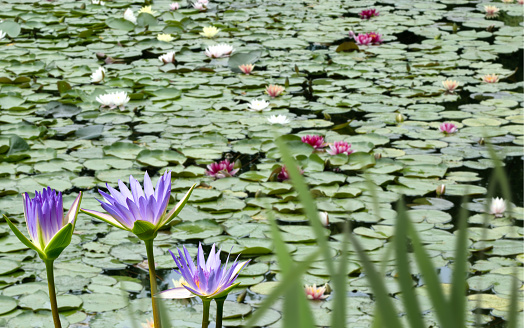 lotus flowers on the surface of a pond