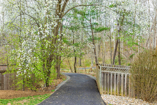 Virginia spring cherry trees view in Fairfax County Northern VA on Sugarland Run Stream Valley Trail in Herndon with paved road path to forest in springtime Virginia spring cherry trees view in Fairfax County Northern VA on Sugarland Run Stream Valley Trail in Herndon with paved road path to forest in springtime herndon virginia stock pictures, royalty-free photos & images