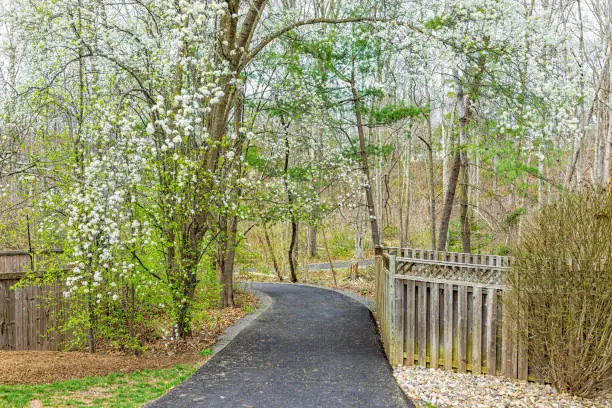 Virginia spring cherry trees view in Fairfax County Northern VA on Sugarland Run Stream Valley Trail in Herndon with paved road path to forest in springtime