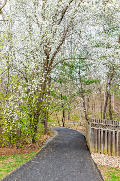 Virginia spring cherry blossom trees in Fairfax County Northern VA on Sugarland Run Stream Valley Trail in Herndon with paved road path to forest in springtime Virginia spring cherry blossom trees in Fairfax County Northern VA on Sugarland Run Stream Valley Trail in Herndon with paved road path to forest in springtime herndon virginia stock pictures, royalty-free photos & images