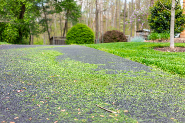 Northern Virginia colorful green spring or summer in Fairfax County with neighborhood in Herndon and fresh cut mowed green grass lawn in suburbs low angle view Northern Virginia colorful green spring or summer in Fairfax County with neighborhood in Herndon and fresh cut mowed green grass lawn in suburbs low angle view herndon virginia stock pictures, royalty-free photos & images