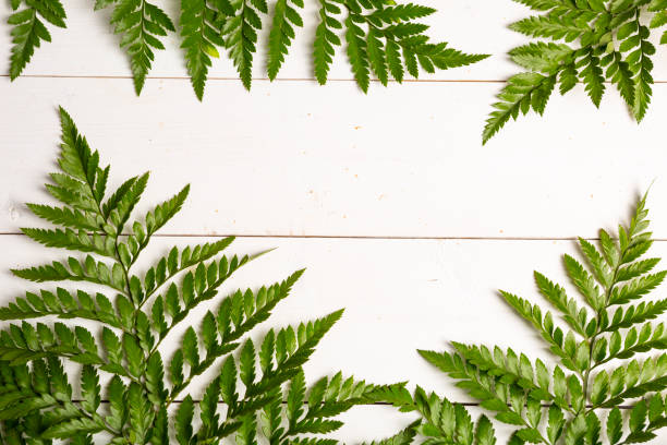 istock Fern boarder on Natural wood vintage background with copy space 1254870758
