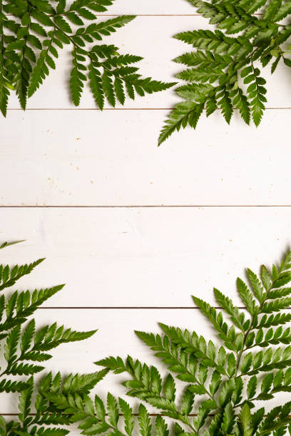 istock Fern boarder on Natural wood vintage background with copy space 1254870797