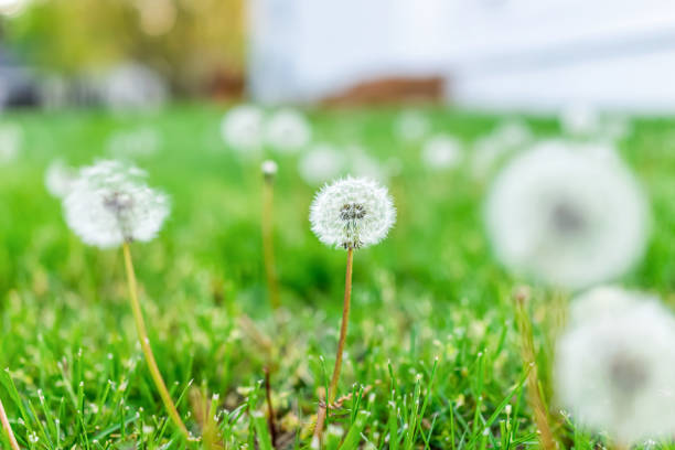 istock Low angle closeup macro view of many white fluffy dandelion with seeds growing on front or back yard lawn grass by home house in spring 1254870945