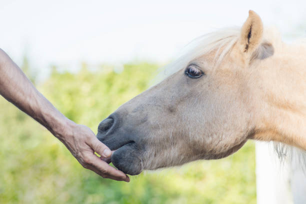 istock male hand feeding horse 1254871031