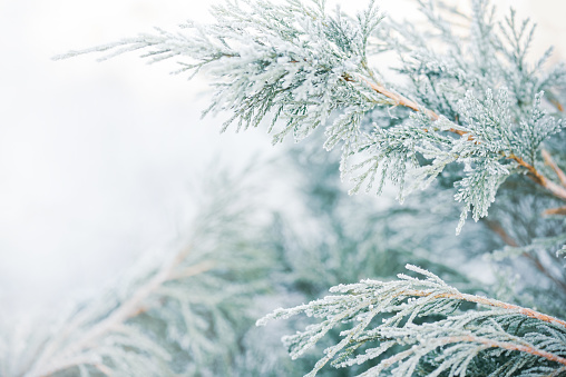 Christmas tree branches with frost